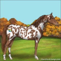 Horse Color:Chestnut Appaloosa 