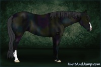 Horse Color:Midnight Black 