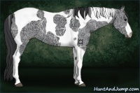 Horse Color:Black Ice Tobiano 