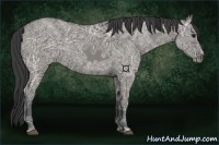 Horse Color:Grullo Ice 