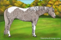 Horse Color:Silver Black Ice Sabino Tobiano 