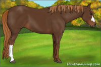 Horse Color:Gray Chestnut 