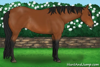 Horse Color:Gray Bay Rabicano