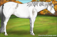 Horse Color:Gray White Spotted Smoky Grullo Splash Tobiano 