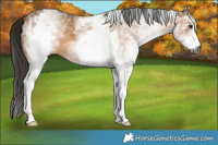 Horse Color:Gray White Spotted Bay Dun Rabicano