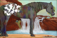 Horse Color:Gray Nacre Black Appaloosa