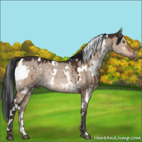 Horse Color:White Spotted Brown Dun Brindle