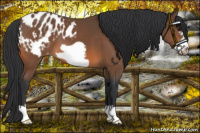 Horse Color:Bay Frame Appaloosa