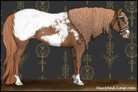 Horse Color:Chestnut Frame Appaloosa 