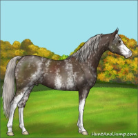 Horse Color:White Spotted Liver Chestnut Mushroom 