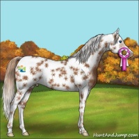 Horse Color:Chestnut Splash Tobiano Frame 