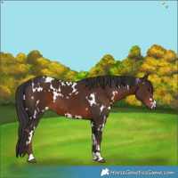 Horse Color:White Spotted Liver Chestnut 