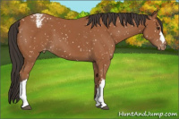 Horse Color:Bay Snowflake Varnish