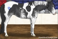 Horse Color:White Spotted Black Tobiano