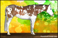 Horse Color:White Spotted Brown Splash 