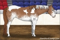 Horse Color:White Spotted Chestnut Tobiano 