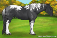 Horse Color:Black Tobiano 
