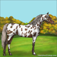 Horse Color:Silver Bay Near Leopard 