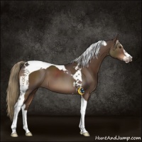 Horse Color:Liver Chestnut Sabino Tobiano 