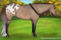 Horse Color:Bay Dun Appaloosa