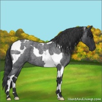 Horse Color:Blue Roan Tobiano 