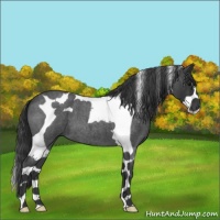 Horse Color:Blue Roan Splash Tobiano 