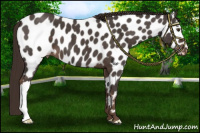 Horse Color:Liver Red Roan Appaloosa 