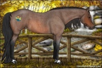 Horse Color:Bay Roan 