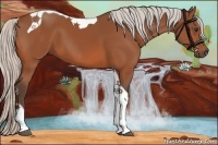 Horse Color:Silver Bay Tobiano 