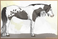 Horse Color:Grullo Splash Tobiano Blanket