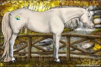 Horse Color:Perlino 