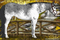 Horse Color:White Spotted Blue Roan 