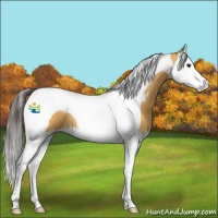 Horse Color:Buckskin Splash Tobiano 