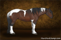 Horse Color:Brown Sabino Tobiano