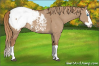 Horse Color:Red Dun Splash Appaloosa 