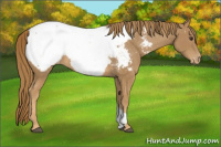 Horse Color:Chestnut Snowcap