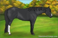 Horse Color:Black 