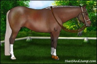 Horse Color:Silver Bay 