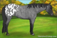 Horse Color:Blue Roan Appaloosa 