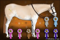 Horse Color:White Spotted Bay Pearl Dun 