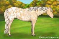 Horse Color:Palomino Appaloosa and Palomino Appaloosa
