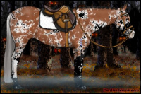Horse Color:Bay Sabino 