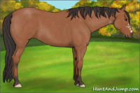 Horse Color:Bay Roan 