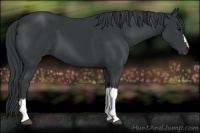 Horse Color:Black 