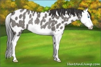 Horse Color:Grullo Roan Splash Appaloosa Rabicano 