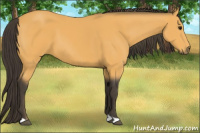 Horse Color:Buckskin 