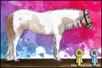 Horse Color:Chestnut Tobiano Appaloosa 