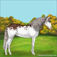 Horse Color:Silver Brown Splash 