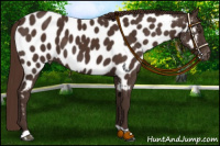 Horse Color:Liver Chestnut Near Leopard 