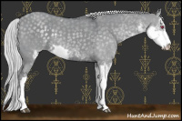 Horse Color:Silver Grullo Chinchilla Sabino Rabicano 